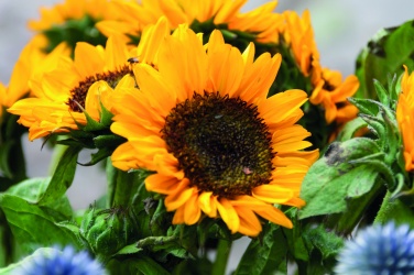 Logo trade business gift photo of: Sunflower seeds in envelope
