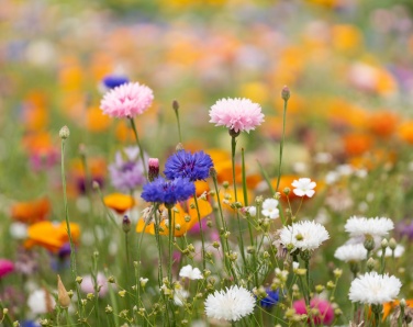 Logotrade corporate gift picture of: A5 wildflower seed paper sheet