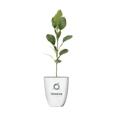 Logotrade advertising product picture of: Treemore Letterbox Trees Kaffir Lemon