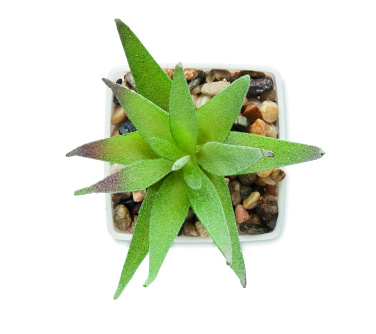 Logo trade business gifts image of: Mini artificial plant