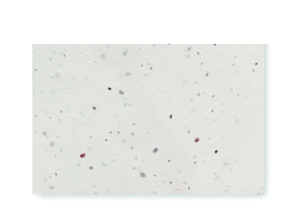 Logotrade promotional gift picture of: Wildflower seed business card.