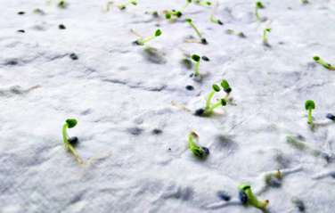 Logo trade promotional products picture of: Wildflower seed business card.